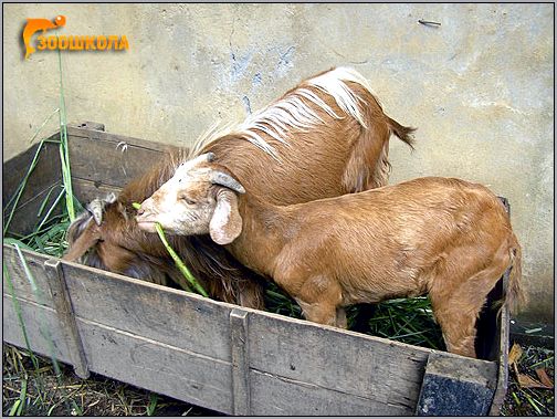 Домашние козы. Фото, фотография