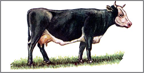 Ярославская корова. Породы коров. Рисунок, картинка