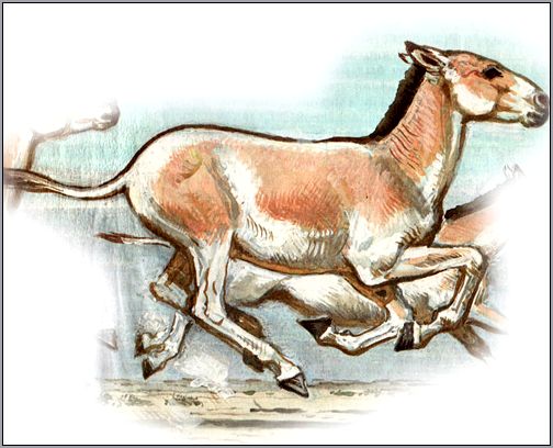 Бегущий кулан (Equus hemionus). Рисунок, картинка