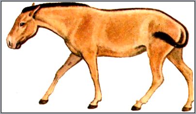 Кулан (Equus hemionus). Рисунок, картинка
