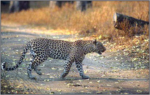 Леопард (Panthera pardus). Фото, фотография