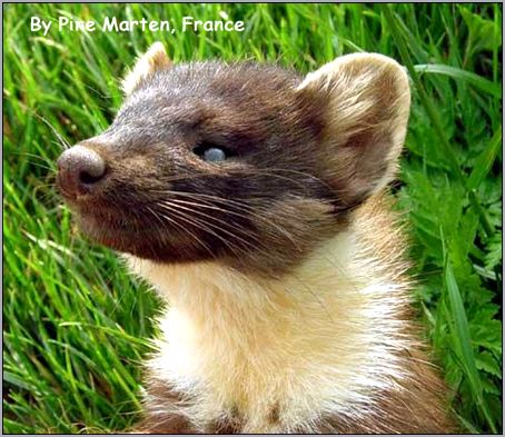 Лесная куница, желтодушка (Martes martes) . Фото, фотография с http://www.planetepassion.eu/MAMMALS-IN-FRANCE/Pine-marten.Martes-martes.Martre.France.jpg