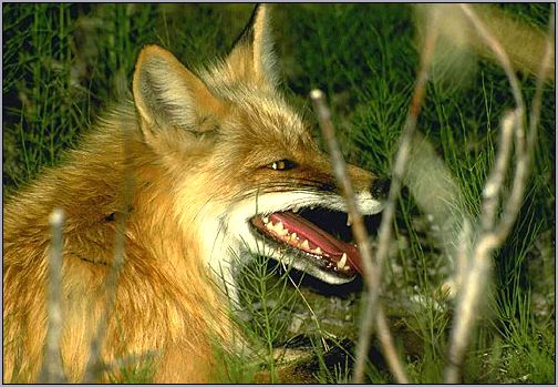 Лисица рыжая, обыкновенная лисица (Vulpes vulpes). Фото, фотография