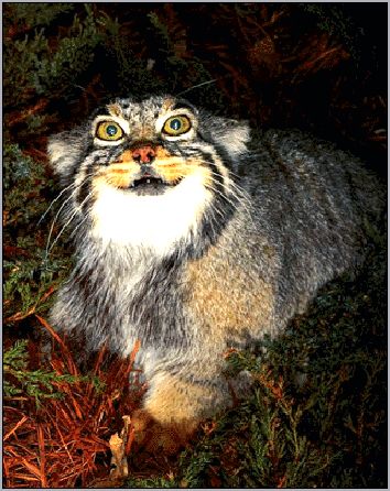 Манул (Felis manul). Фото, фотография