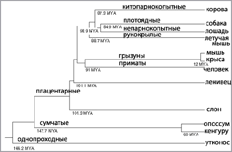 Восьми пометов в