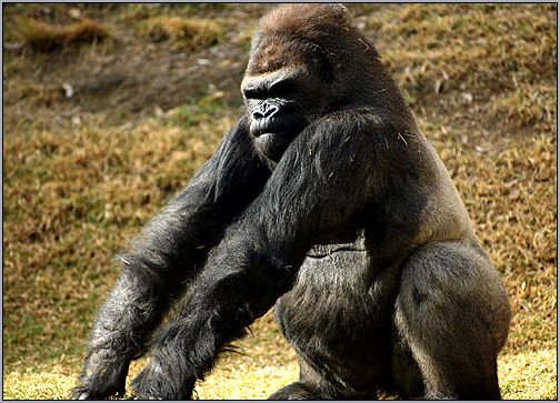 Самец гориллы. Фото, фотография