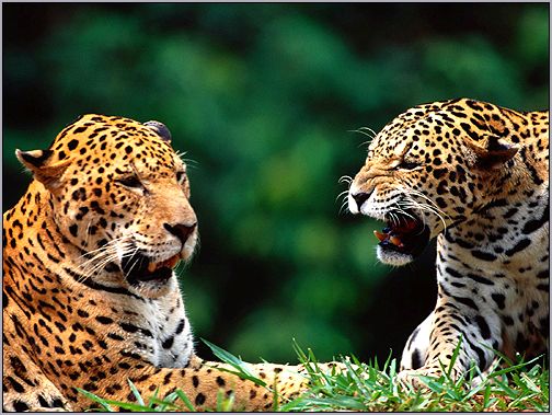 Ягуары (Panthera onca). Фото, фотография