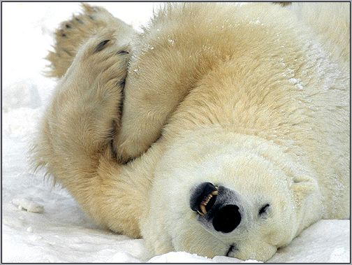 Белый медведь (Ursus maritimus). Фото, фотография
