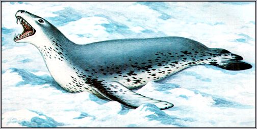 Морской леопард (Hydrurga leptonix). Рисунок, картинка