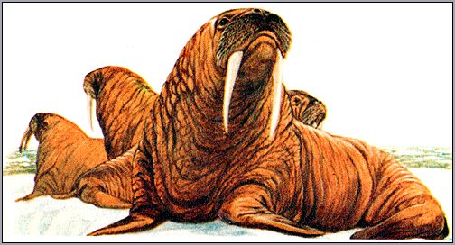 Моржи (Odobenus rosmarus). Рисунок, картинка