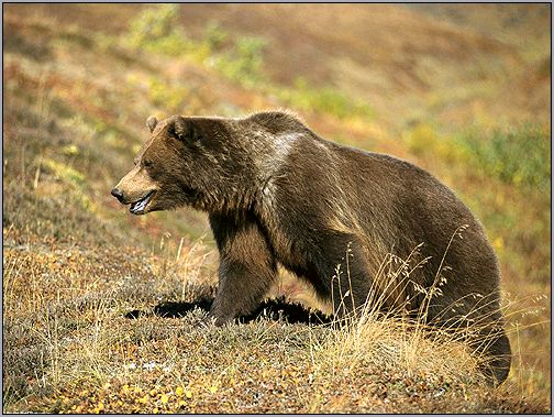 Бурый медведь (Ursus arctos). Фото, фотография