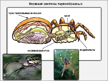 Остальных ганглиев