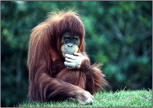 Молодой орангутан. Фото, фотография