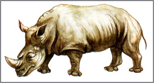 Носорог (Rhinoceros). Рисунок, картинка