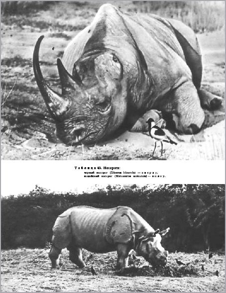 Стреляли всякого носорога, которого