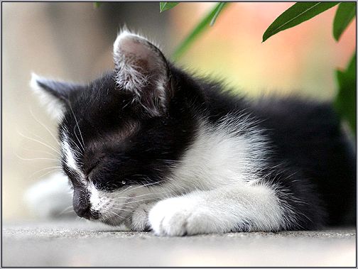 Спящая кошка. Фото, фотография