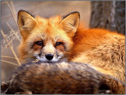 Рыжая лисица (Vulpes vulpes). Фото, фотография