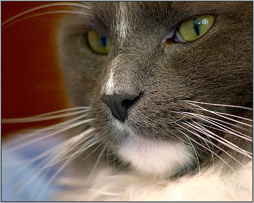 Домашняя кошка (Felis catus). Фото, фотография