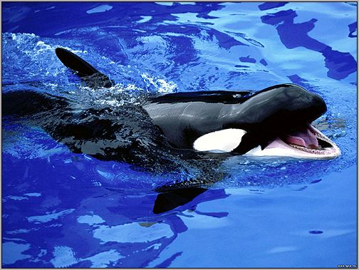 Косатка, кит убийца (Orcinus orca). Фото, фотография