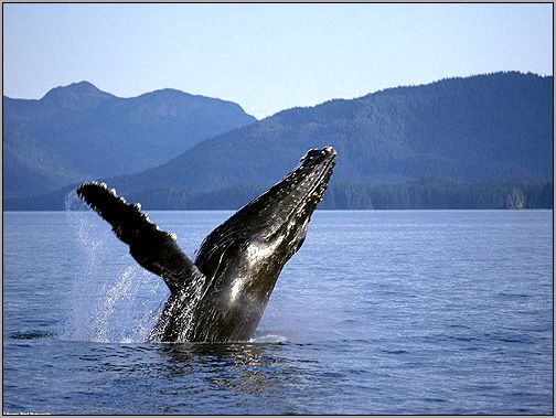 Горбач, горбатый кит (Megaptera novaeangliae). Фото, фотография
