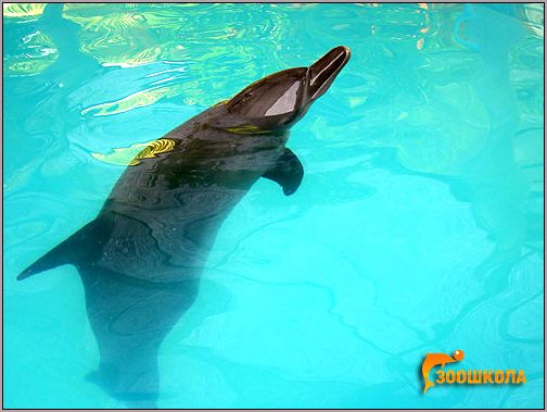 Бутылконосый дельфин, или афалина (Tursiops truncatus). Фото, фотография