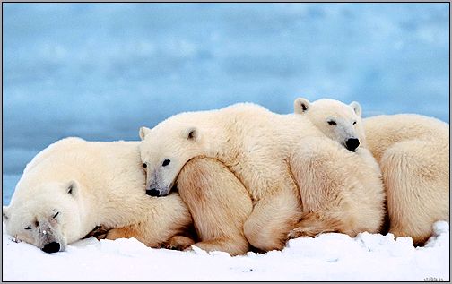 Белые медведи (Ursus maritimus). Фото, фотография