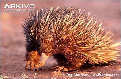 Австралийская ехидна (Tachyglossus aculeatus). Фото, фотография