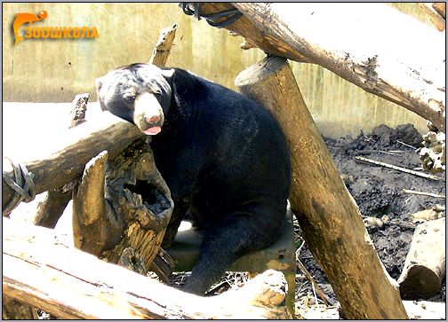 Малайский медведь, или бируанг (Helarctos malayanus). Фото, фотография