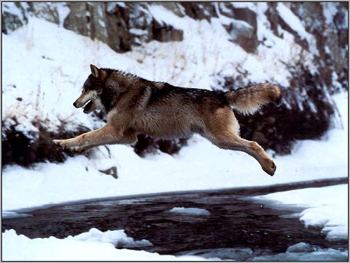 Бегущий волк. Фото, фотография
