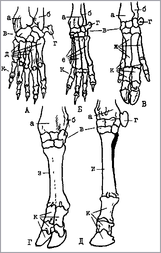 Запястье лошади. Плюсна КРС. Кости запястья КРС. Строение кисти КРС. Кости запястья лошади анатомия.