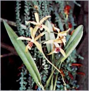 Режим для орхидей