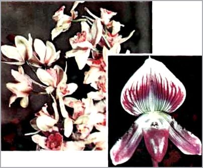 Режим для орхидей