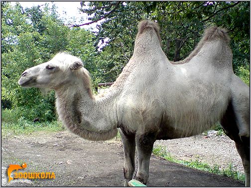Двугорбый верблюд (Camelus bactrianus). Фото, фотография