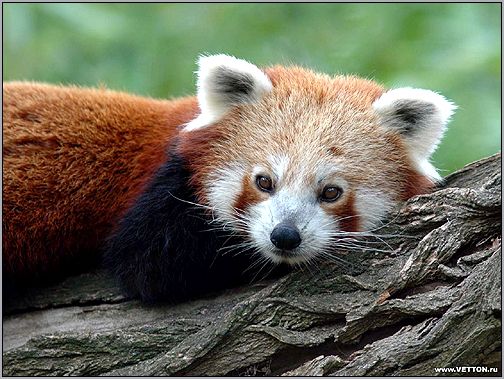 Малая панда, красная панда (Ailurus fulgens). Фото, фотография