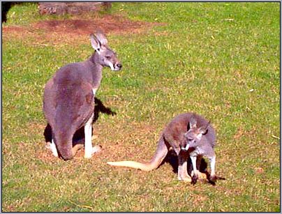 Большой рыжий кенгуру (Macropus rufus). Фото, фотография