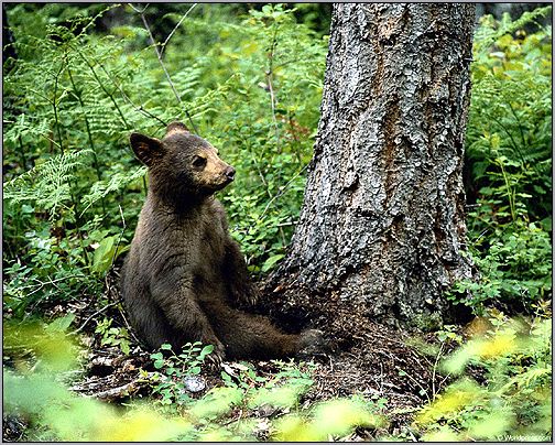 Медвежонок, сидящий у дерева. Фото, фотография