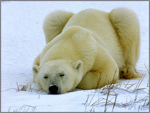 Белый медведь (Ursus maritimus). Фото, фотография