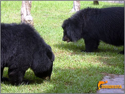 Медведи-губачи (Melursus ursinus). Фото, фотография