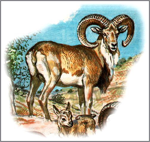 Архар, горный баран, аргали (Ovis ammon). Рисунок, картинка