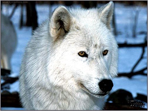 Полярный волк (Canis lupus tundrorum). Фото, фотография