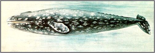 Серый кит (Eschrichtius gibbosus). Рисунок, картинка
