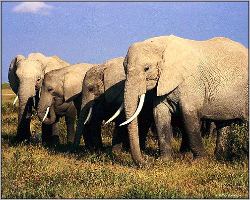 Стадо слонов. Фото, фотография