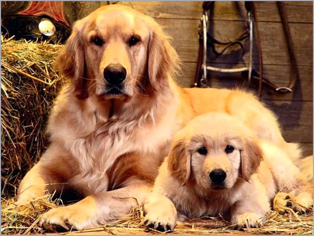 Собака лучший друг человека