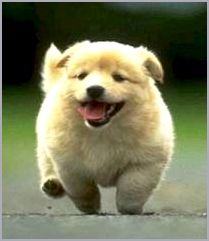 Собака лучший друг человека Собака лучший друг человека