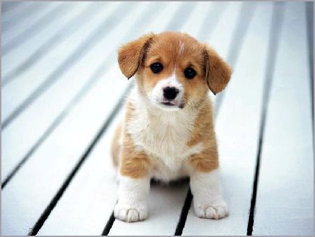 Надо кормить сырым Надо кормить сырым