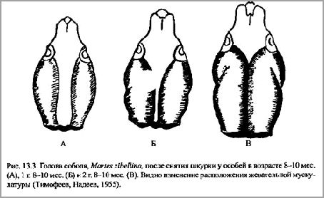 Эти мелкие хищники живут