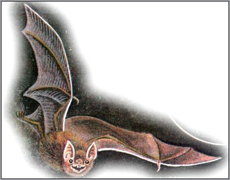 Летучая мышь-вампир (Phyllostoma hattatum). Рисунок, картинка