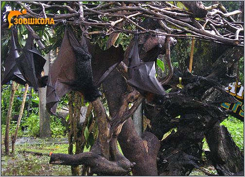 Летучие лисицы (Pteropus). Фото, фотография