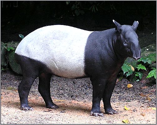 Чепрачный тапир, малайский тапир (Tapirus indicus). Фото, фотография с http://de.academic.ru/pictures/dewiki/84/Tapirus_indicus_1a.jpg