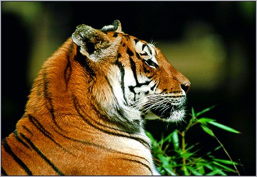 Тигр (Panthera tigris). Фото, фотография